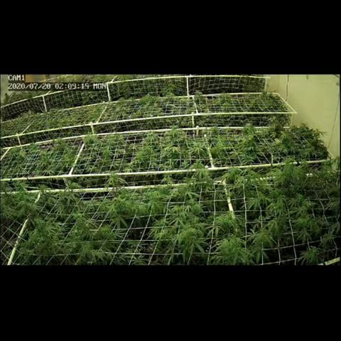 Gorilla Glue #4 growlog photo: Tables all bleached down