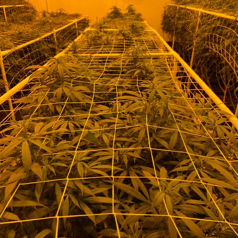 Gorilla Glue #4 growlog photo: Tonite pics from the flower room