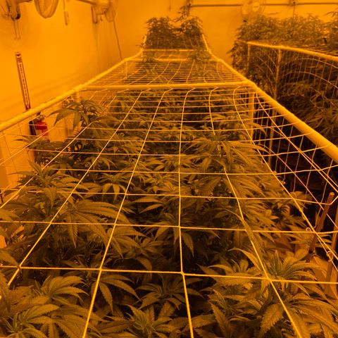 Gorilla Glue #4 growlog photo: Tonite pics from the flower room