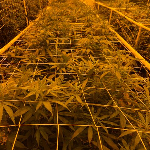 Gorilla Glue #4 growlog photo: Tonite pics from the flower room