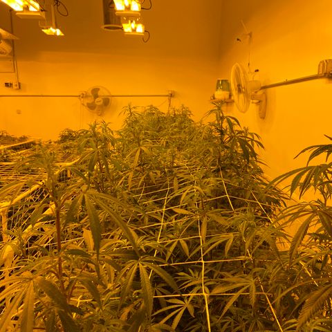 Gorilla Glue #4 growlog photo: Tonite pics from the flower room