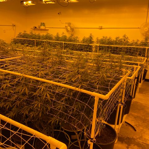 Gorilla Glue #4 growlog photo: Tonite pics from the flower room