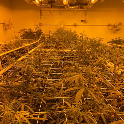 Gorilla Glue #4 growlog photo: Tonite pics from the flower room