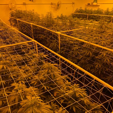 Gorilla Glue #4 growlog photo: Tonite pics from the flower room