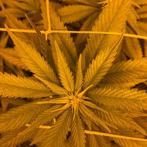 Gorilla Glue #4 growlog timeline photo