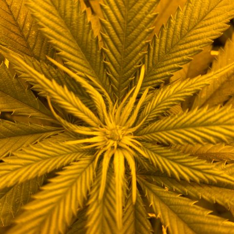 Gorilla Glue #4 growlog timeline photo
