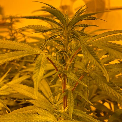 Gorilla Glue #4 growlog timeline photo