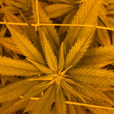 Gorilla Glue #4 growlog timeline photo