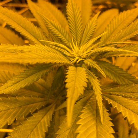 Gorilla Glue #4 growlog timeline photo