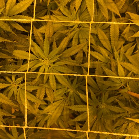 Gorilla Glue #4 growlog timeline photo