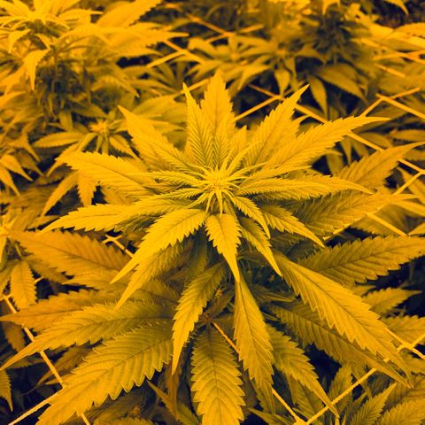 Gorilla Glue #4 growlog timeline photo