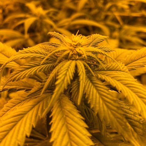 Gorilla Glue #4 growlog photo: First full light cycle with CO2