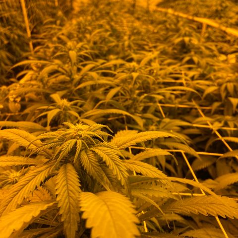 Gorilla Glue #4 growlog photo: First full light cycle with CO2