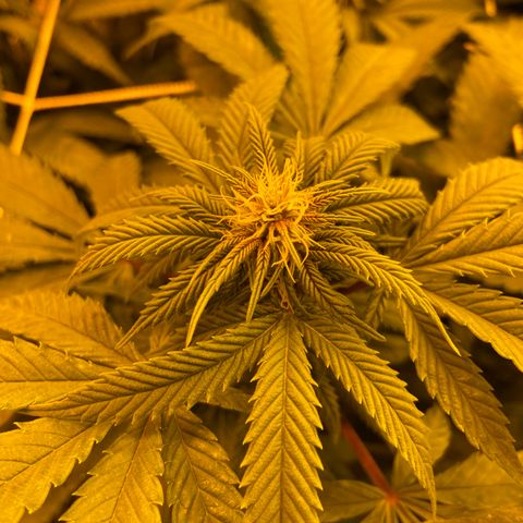 Gorilla Glue #4 growlog photo: First full light cycle with CO2