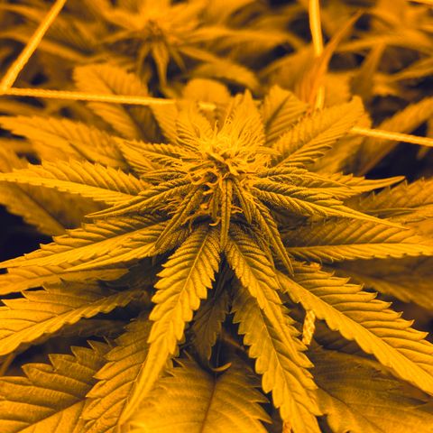 Gorilla Glue #4 growlog timeline photo