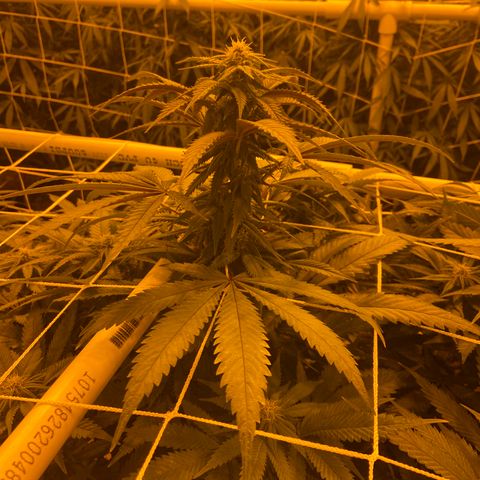 Gorilla Glue #4 growlog timeline photo