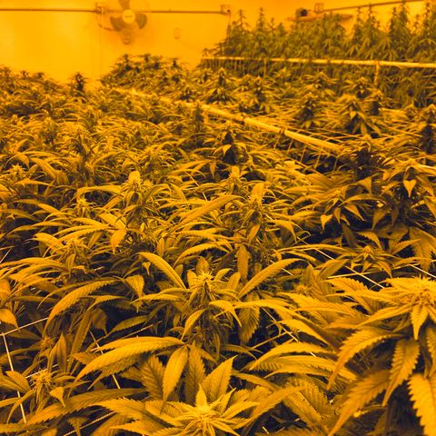 Gorilla Glue #4 growlog timeline photo