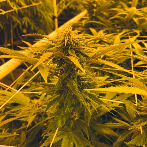 Gorilla Glue #4 growlog timeline photo