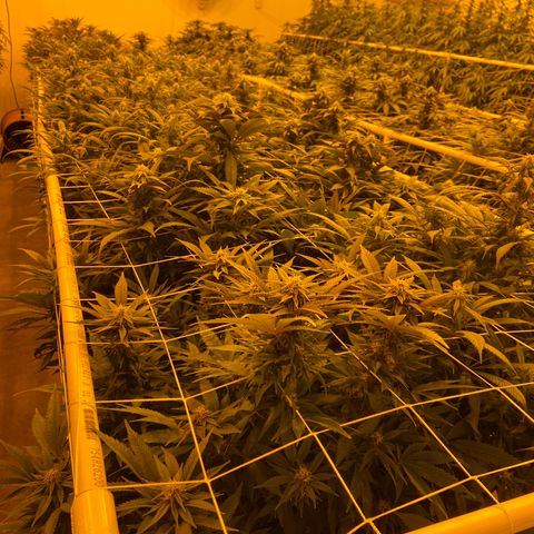 Gorilla Glue #4 growlog timeline photo