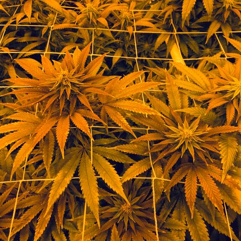 Gorilla Glue #4 growlog timeline photo