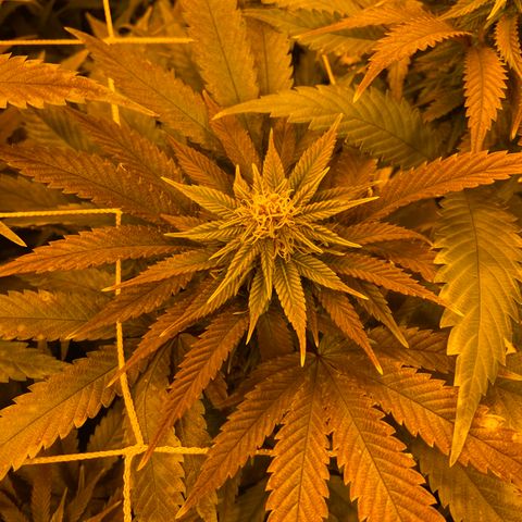 Gorilla Glue #4 growlog timeline photo