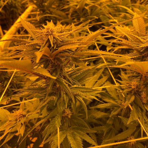 Gorilla Glue #4 growlog timeline photo