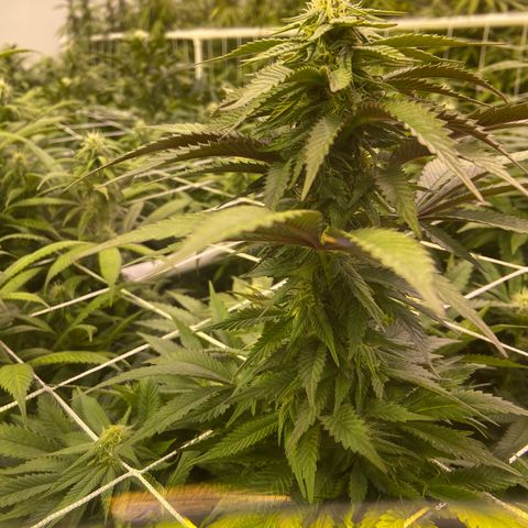 Gorilla Glue #4 growlog photo: 🔥😎🔥Looking good this morning. CO2 bottle ran out last nite sometime. 