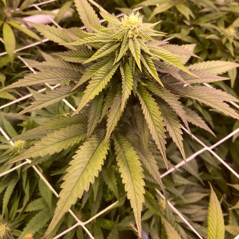 Gorilla Glue #4 growlog photo: 🔥😎🔥Looking good this morning. CO2 bottle ran out last nite sometime. 