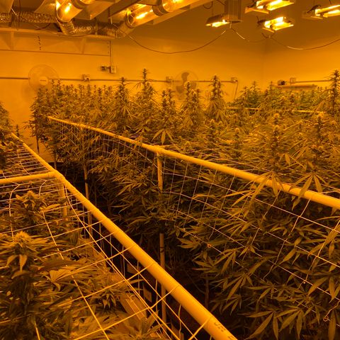 Gorilla Glue #4 growlog photo: 🔥😎🔥Looking good this morning. CO2 bottle ran out last nite sometime. 