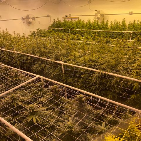 Gorilla Glue #4 growlog photo: 🔥😎🔥Looking good this morning. CO2 bottle ran out last nite sometime. 