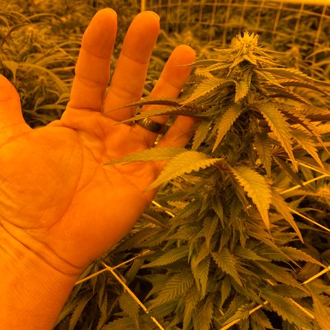 Gorilla Glue #4 growlog photo: 🔥😎🔥Looking good this morning. CO2 bottle ran out last nite sometime. 