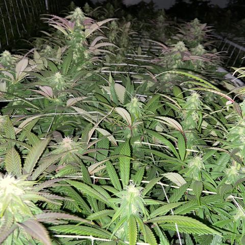 Gorilla Glue #4 growlog timeline photo
