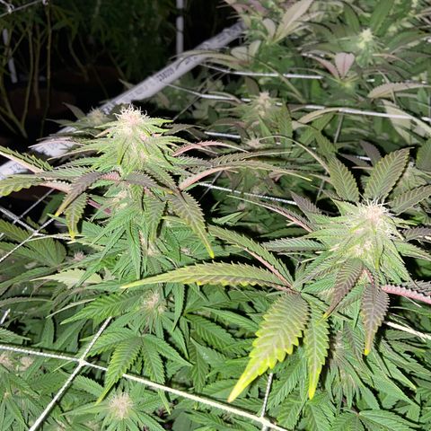 Gorilla Glue #4 growlog timeline photo