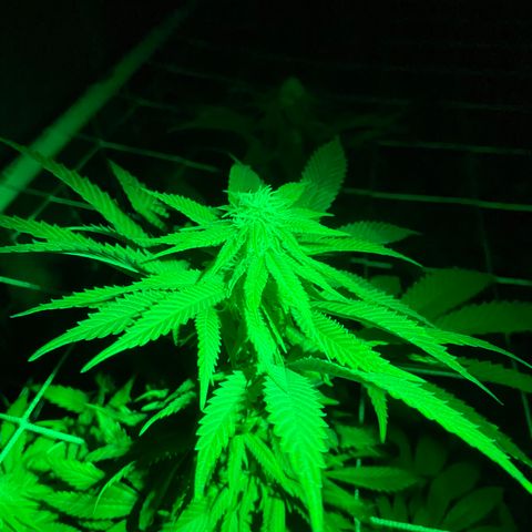 Gorilla Glue #4 growlog timeline photo