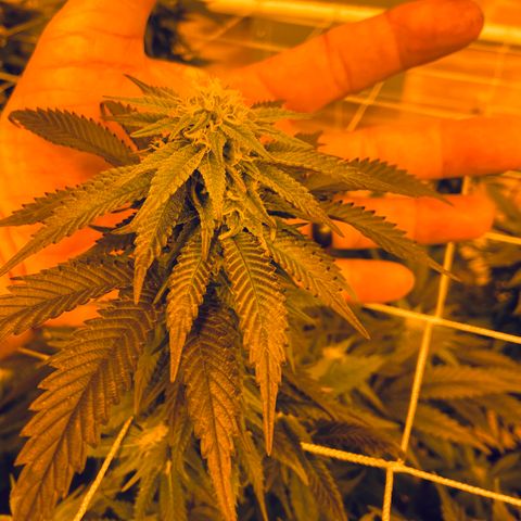 Gorilla Glue #4 growlog timeline photo