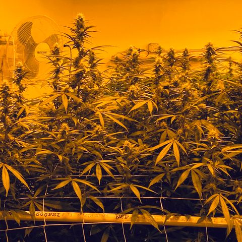 Gorilla Glue #4 growlog timeline photo