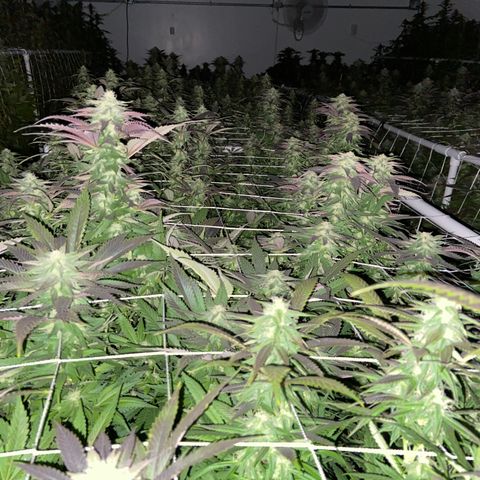 Gorilla Glue #4 growlog timeline photo