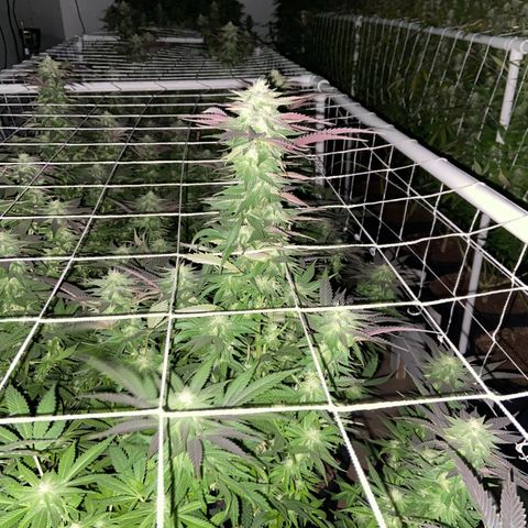 Gorilla Glue #4 growlog timeline photo