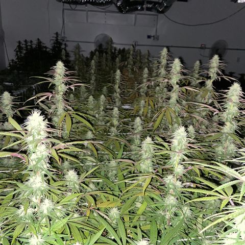Gorilla Glue #4 growlog timeline photo