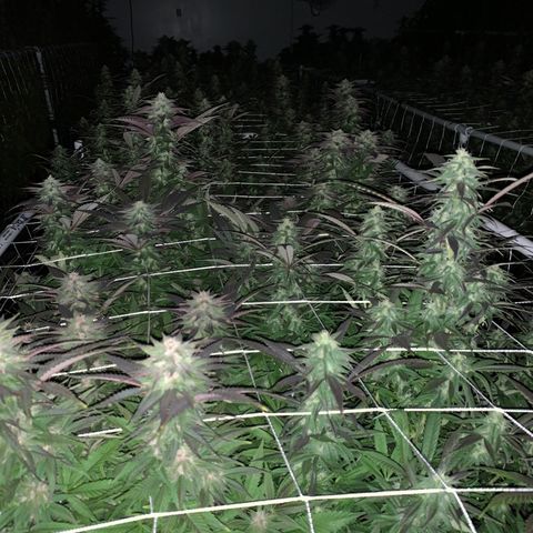 Gorilla Glue #4 growlog photo:  Beginning of week 5 of flower 