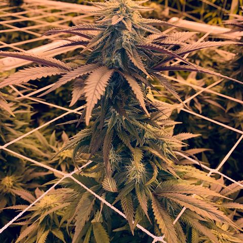Gorilla Glue #4 growlog timeline photo