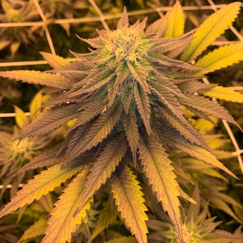 Gorilla Glue #4 growlog photo: Middle of week 5