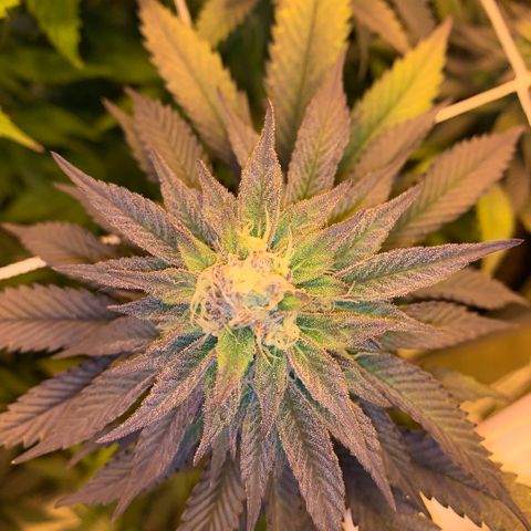Gorilla Glue #4 growlog photo: Middle of week 5