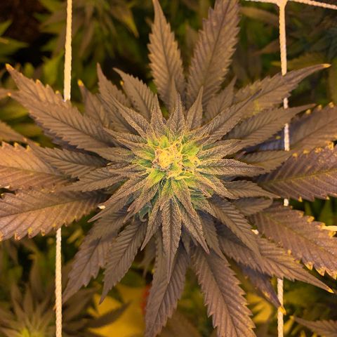 Gorilla Glue #4 growlog timeline photo