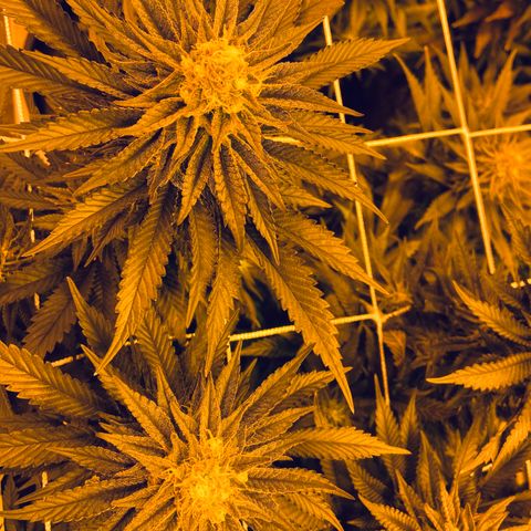 Gorilla Glue #4 growlog photo: 6.5 weeks into flower 