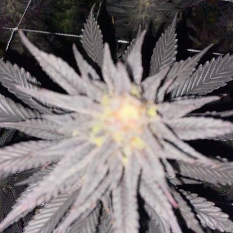Gorilla Glue #4 growlog timeline photo