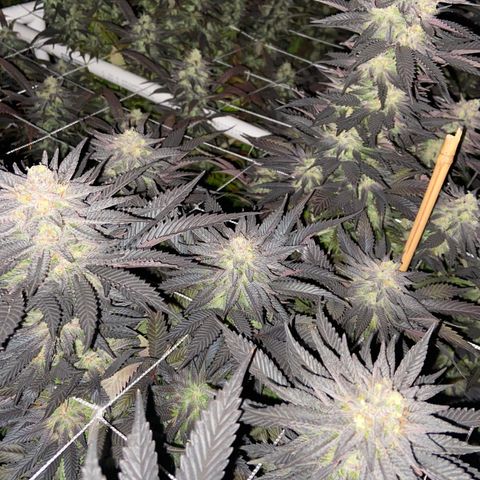 Gorilla Glue #4 growlog timeline photo