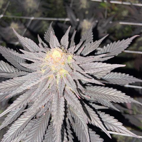 Gorilla Glue #4 growlog timeline photo
