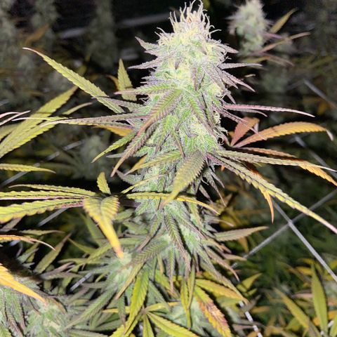 Gorilla Glue #4 growlog timeline photo
