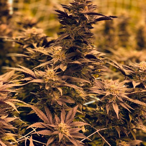 Gorilla Glue #4 growlog timeline photo